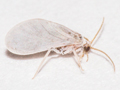 Coniopteryx esbenpeterseni